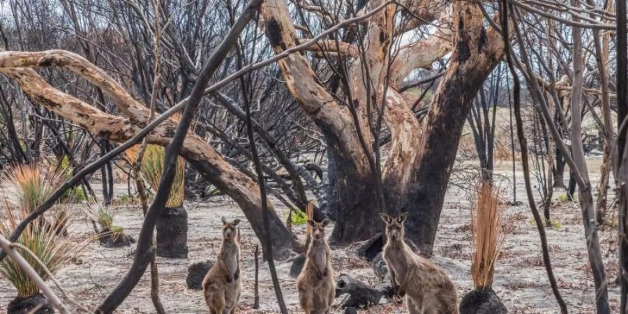 Kängurus im verbrannten Buschland auf Kangaroo Island.