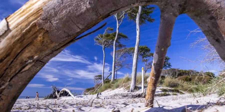 Windschiefe Bäume am weissen Sandstrand: Die Ostsee-Halbinsel Fischland-Darss-Zingst ist bekannt für ihr romantisches Landschaftsbild. Foto: Jens Büttner/dpa-Zentralbild/ZB