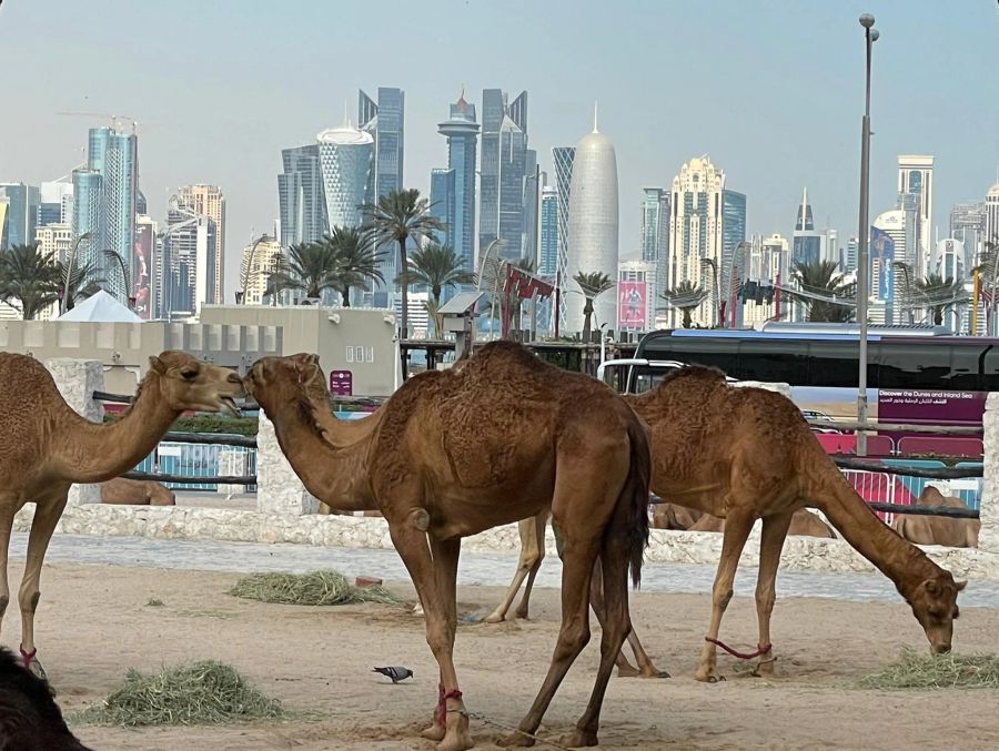 Dromedare und die Skyline von Doha.