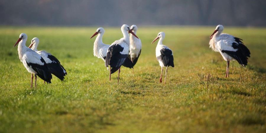 Nach Angaben des Naturschutzbunds (Nabu) packt viele Störche weit seltener das jährliche Reisefieber in wärmere Gefilde. Viele Tiere überwintern in Spanien oder in Deutschland und fliegen nicht mehr nach Afrika.