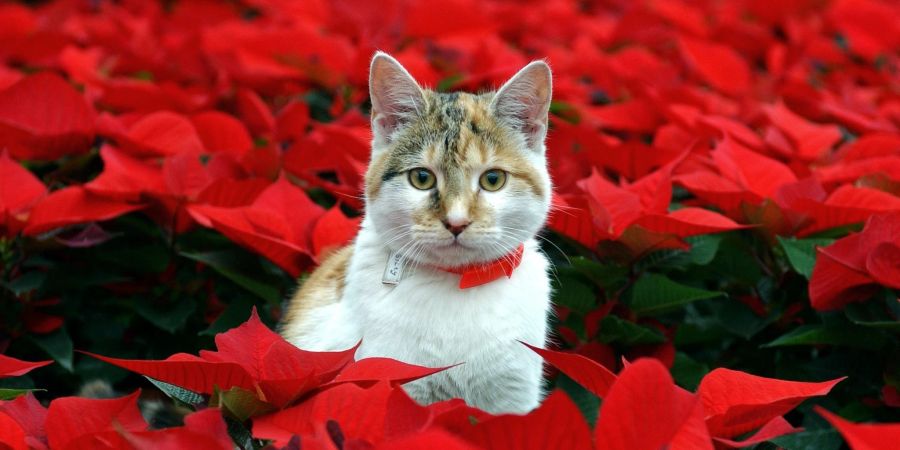 Katze Weihnachtsstern Feld Blume rot weiss