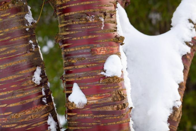 Die Mahagoni-Kirsche (Prunus serrula) trägt eine rotbraun glänzende Rinde, die mit Querstreifen dekoriert ist. Mahagoni-Kirsche Rinde rotbraun