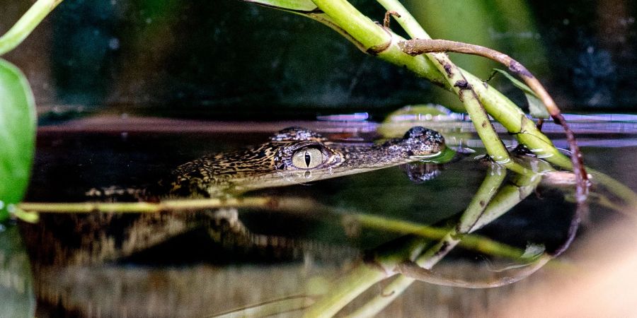 Ein Beulenkrokodilbaby schwimmt in der Tropenhalle des «Seelter Reptilienhuus», einem privat geführten Zoo im niedersächsischen Saterland, durch das Wasser.