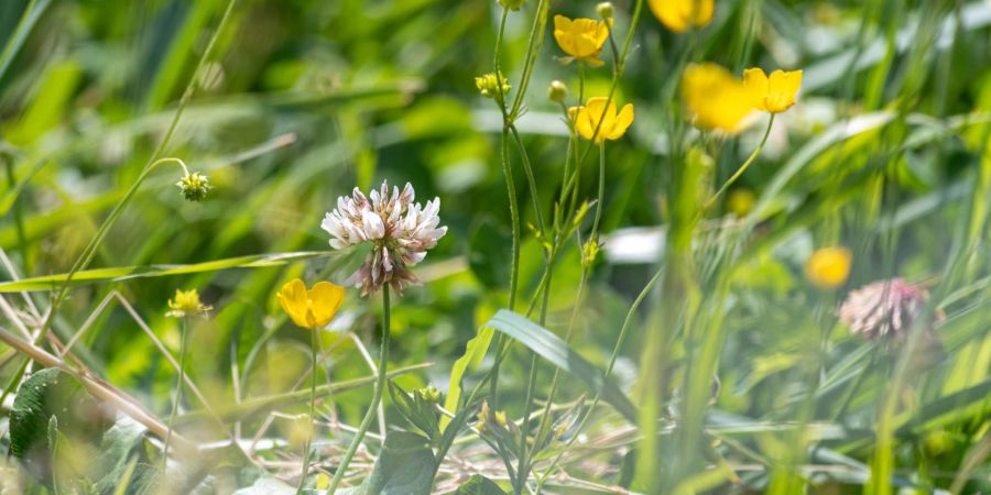Butterblumen