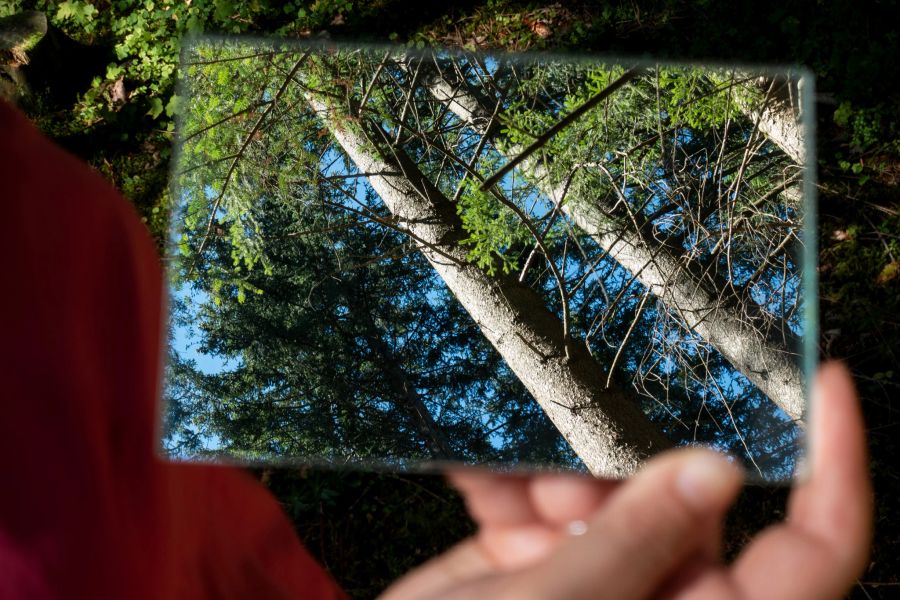 Hand Spiegel Wald Übung Waldbaden