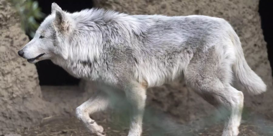 wolf zoo basel