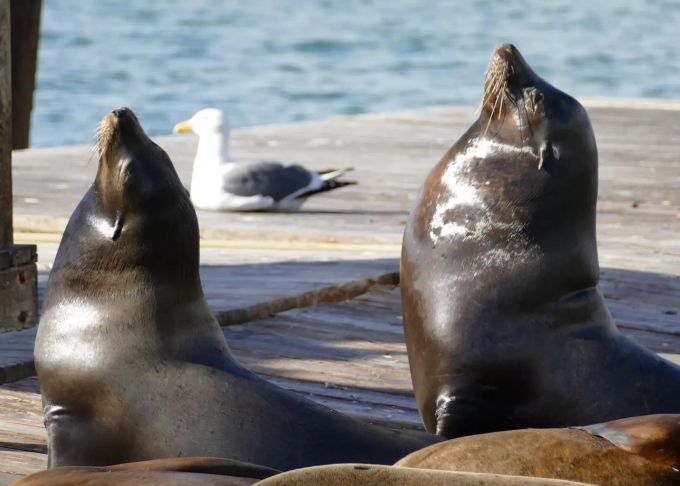 Seelöwen liegen auf den Pontons am Pier 39 am Fisherman·s Wharf. Das 30-jährige Jubiläum wird gross gefeiert. 30 Jahre Seelöwen