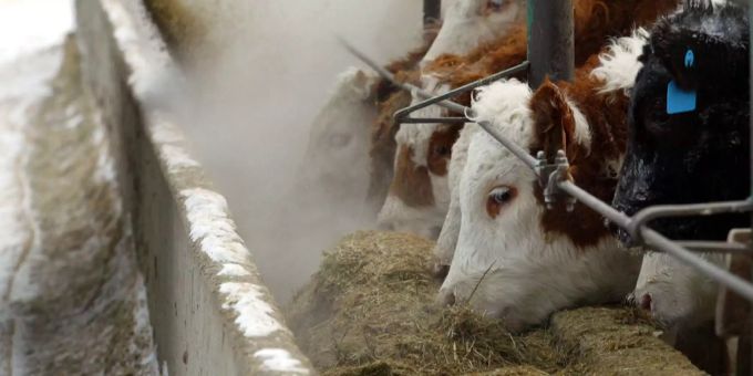 In der Schweiz wurde der erste Fall Bovine spongiforme Enzephalopathie seit 2012 gemeldet. (Symbolbild) Bovine spongiforme Enzephalopathie