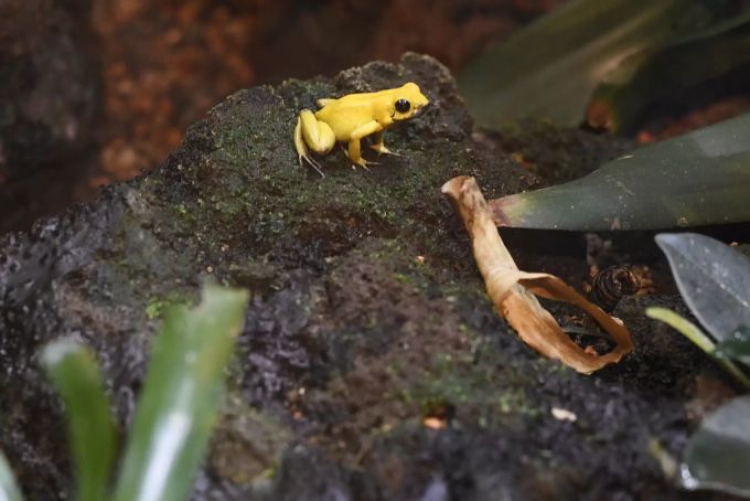 Seit 1996 züchtet der Zoo Zürich den Goldenen Pfeilgiftfrosch. zoo zürich goldener pfeilgiftfrosch