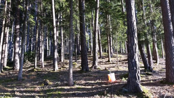 An der Schweizermeisterschaft im Nacht-OL vom 28. März werden an die 800 Athletinnen und Athleten im Wald unterwegs sein. Orientierungslauf