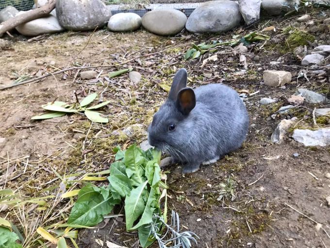 Auch Bilder von Haustieren werden munter geteilt. Hase