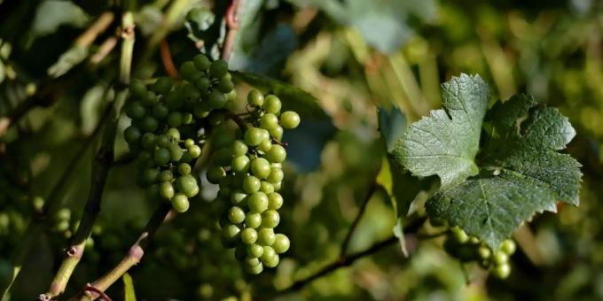 Berlin - Klöckner kündigt Wein-Reform an - Ministerin will deutsche Weine aufwerten
