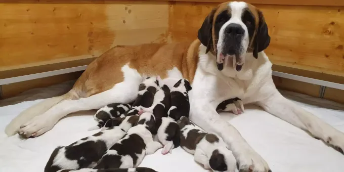 Zehn Junge Bernhardiner In Martigny Vs Geboren