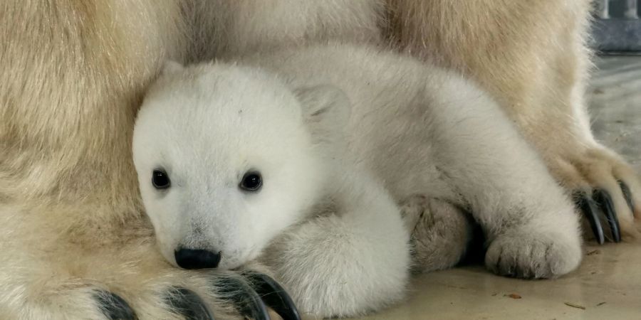 Das Eisbärenbaby sucht die Nähe seiner Mutter Victoria.