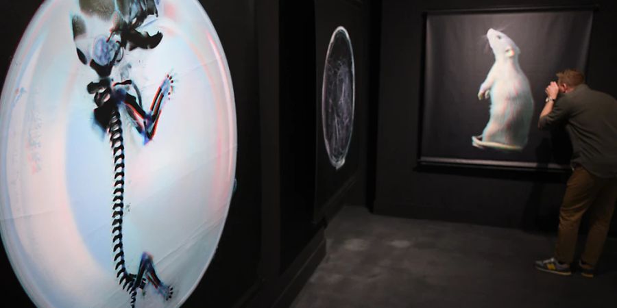 Die Ausstellung «Artificiel» (Künstlich) des Walliser Naturmuseums im ehemaligen Gefängnis Pénitencier in Sitten VS untersucht die Grenze zwischen Natur und Kultur.