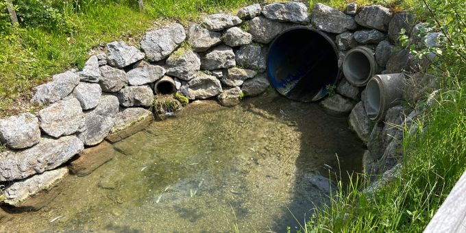 Mosnang SG: Tote Fische im Dorfbach. Mosnang SG