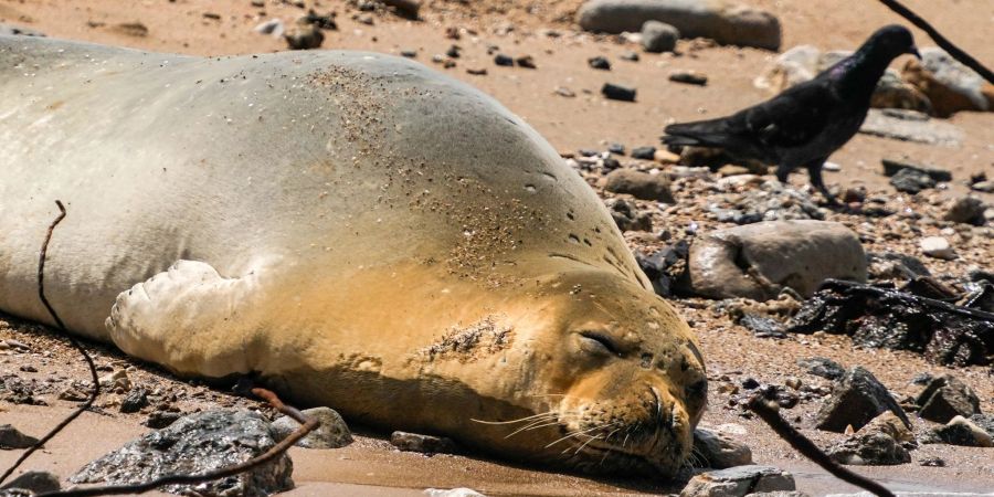 Eine vom Aussterben bedrohte Mittelmeer-Mönchsrobbe ruht sich am Strand aus.