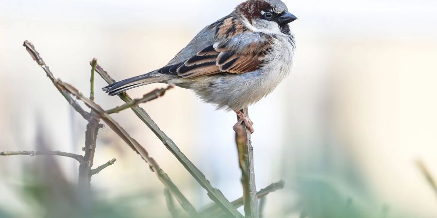 Ein Haussperling, auch Spatz genannt, sitzt auf einem Halm.