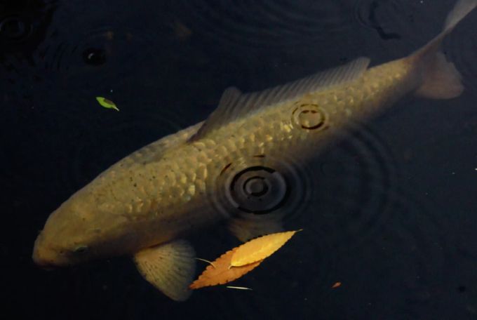 Die Koi-Karpfen sind wertvolle Fische, die in Singapur in vielen Teichen zu finden sind. (Symbolbild) Koi-Karpfen