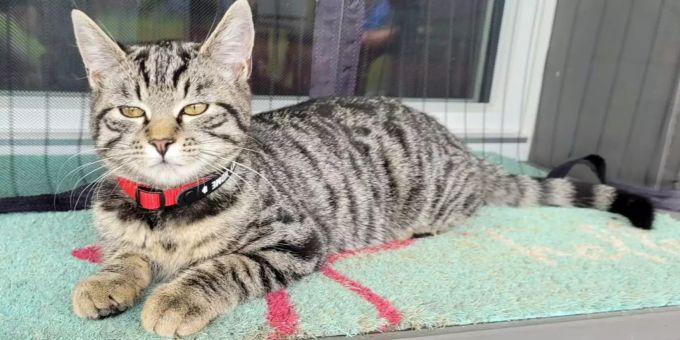 Die verletzte Katze. Katze