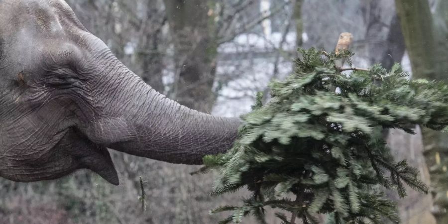 Zoo Berlin