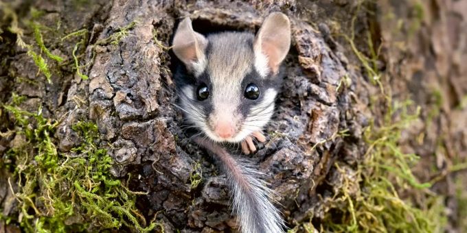 Pro Natura kürt Nager - Süsser Gartenschläfer ist Tier des Jahres 2022