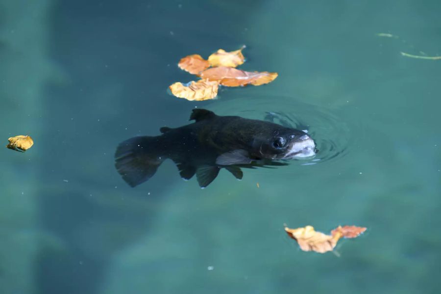 Eine Forelle schwimmt im Blausee, am Mittwoch, 16. September 2020, bei Kandergrund BE.