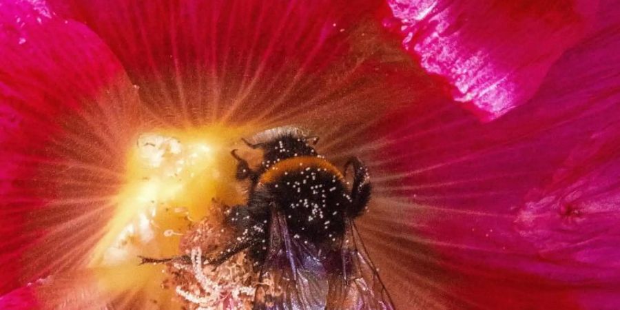 Eine Hummel sammelt Pollen. Foto: Jens Büttner/dpa-Zentralbild/ZB