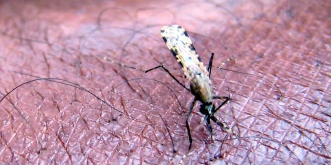 WHO: «Gratulation!» - China erstmals seit 70 Jahren frei von Malaria