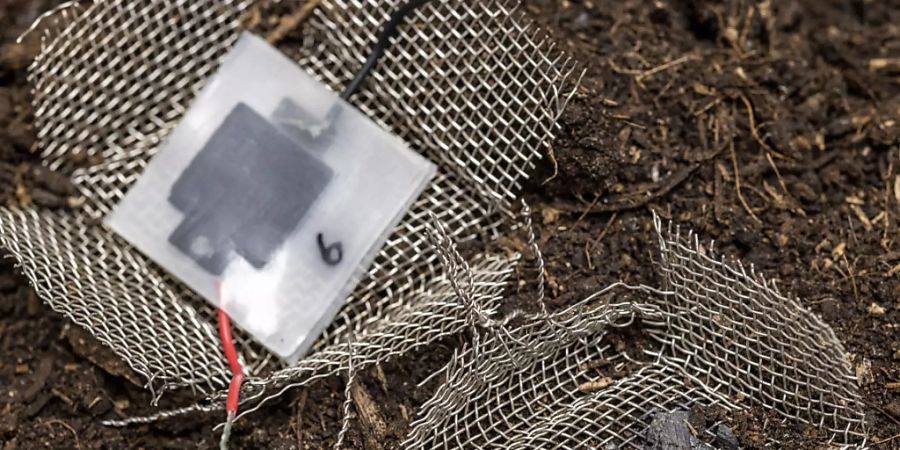Die Mini-Batterie belastet die Umwelt nicht, wenn sie nach Gebrauch einfach in die Natur geworfen wird: Innerhalb von wenigen Wochen löst sie sich auf, nur wenige sichtbare Kohlenstoffpartikel bleiben zurück. (Pressebild)