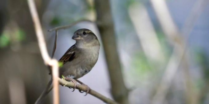 Haussperling auf einem Ast Haussperling auf einem Ast