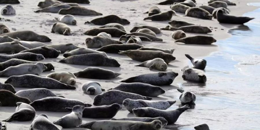 Robben und Seehunde liegen am Südstrand auf der Düne vor der Insel Helgoland in der Sonne. Foto: Christian Charisius/dpa