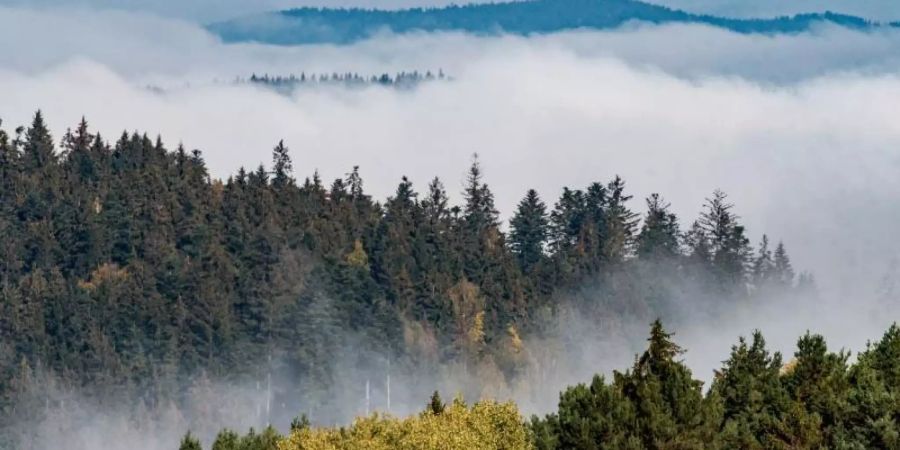 Umweltverschmutzung, intensive Land- und Forstwirtschaft, Ausbreitung der Wohngebiete: Die Natur in Europa ist bedroht. Foto: Armin Weigel/dpa