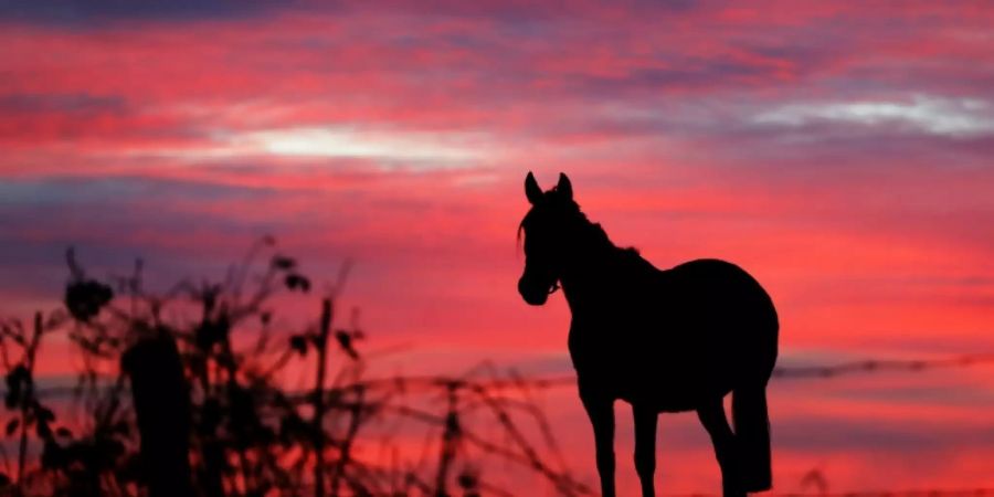 Verdächtiger nach Gewalt an Pferden in Frankreich wieder frei