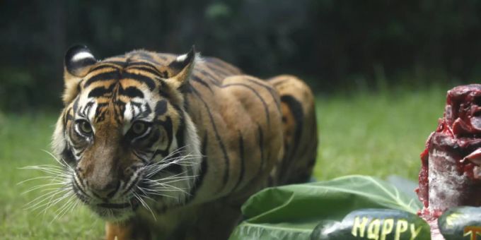Drama auf Sumatra - Seltener Sumatra-Tiger in Drahtfalle verendet