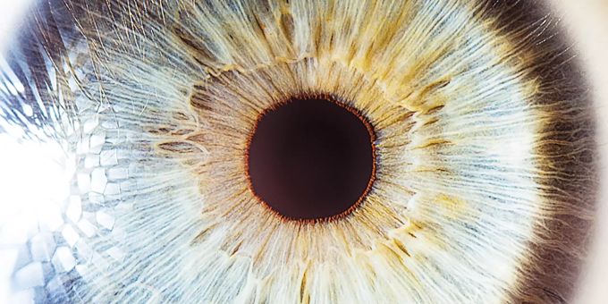 Universität - Forschende züchten vollständige künstliche Retina