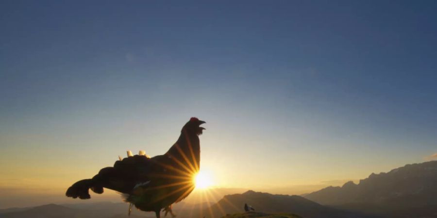 Das Bild des Birkhahns im Morgenlicht gewinnt den diesjährigen Fotowettbewerb der Vogelwarte.