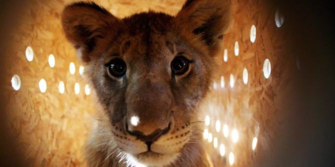 Löwe Tierhandel Spenden Wildtier