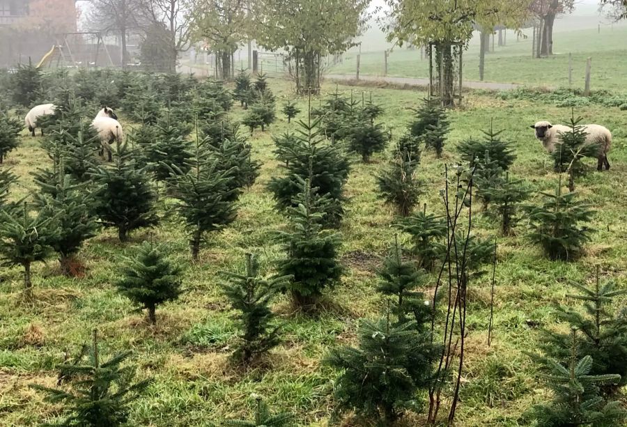 Allmendingen Schafe Muri Gümligen