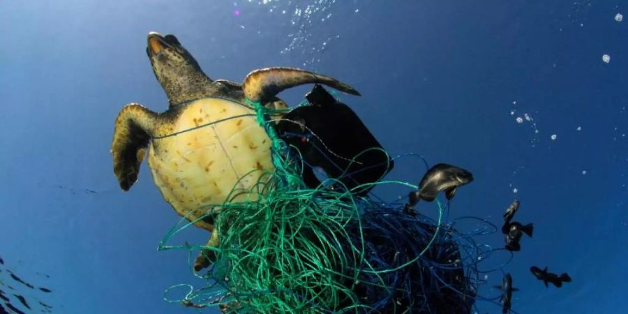 Tödliche Falle: Eine Meeresschildkröte hat sich in den Überresten eines Fischernetzes verfangen. Foto: Marco Care/Greenpeace/dpa