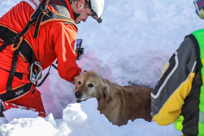 Dank den Übungen lernen die Hunde, im Ernstfall auch in der Nähe des Helikopters ruhig zu bleiben. lawinenhund