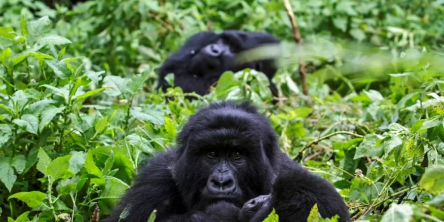 Berggorillas in Uganda