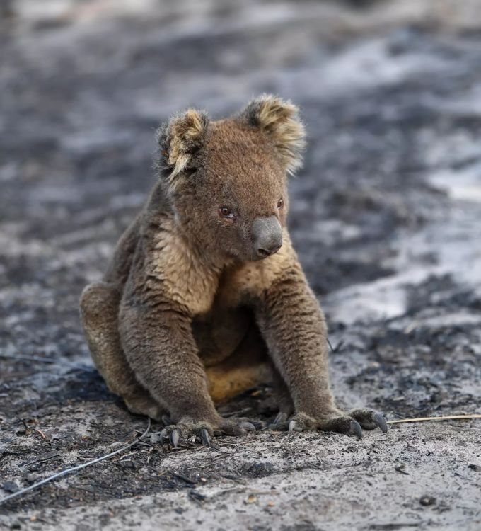 Die in Australien heimischen Koalas leiden besonders unter den extremen Bedingungen. Koala Asche australien