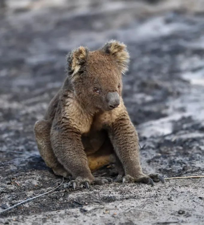 Feuer In Australien Koala Rettung Erlebt Ein Hoch