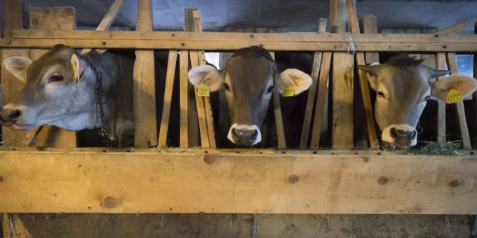 Auch die Nachfrage nach Fleisch und Milchprodukten hat in den letzten Jahrzehnten stark zugenommen. Antibiotikaresistenz