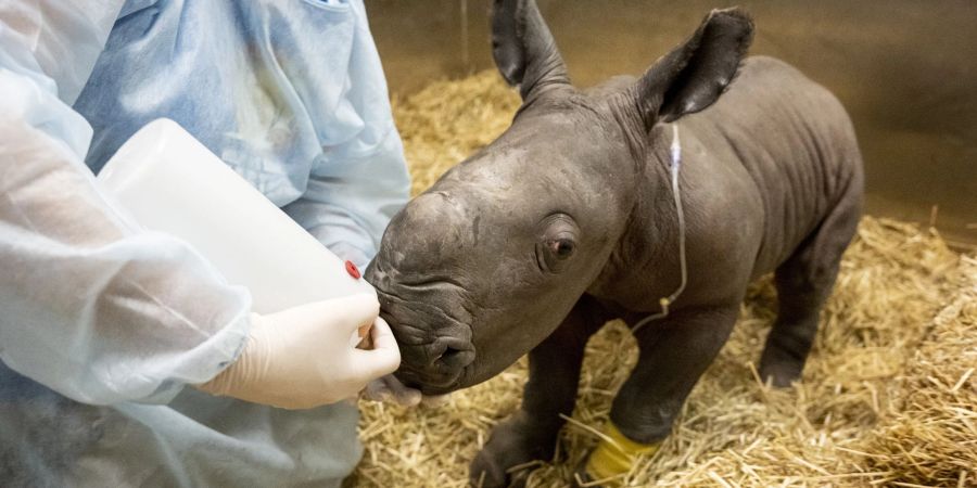Das Breitmaulnashornkälbchen, erst wenige Tage alt, wird von einer Tierarzthelferin im Werribee Open Range Zoo gefüttert.