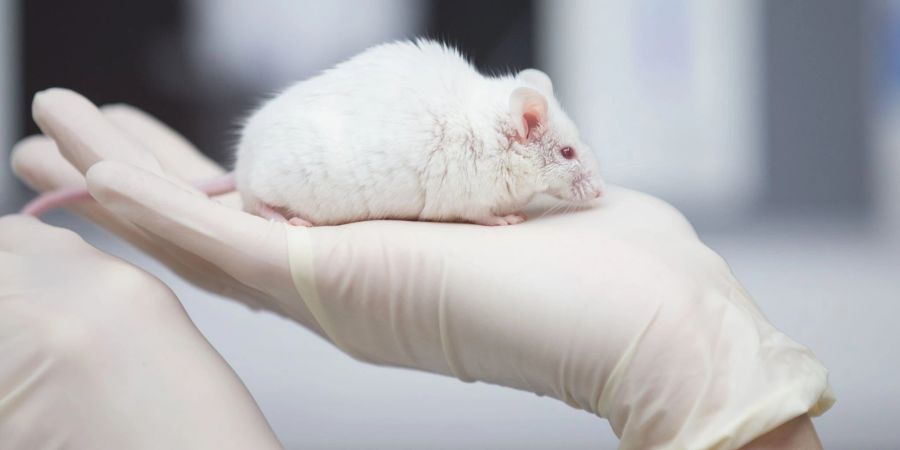 In Japan haben Forscher überlebensfähige Mäuse Ein weisse Maus im Labor: mit zwei biologischen Vätern erzeugt.