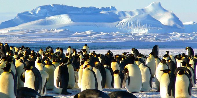 Freiwillige zählen in der Antarktis über fünf Monate Pinguine und betreiben das südlichste Postamt der Welt. (Symbolbild) Pinguin