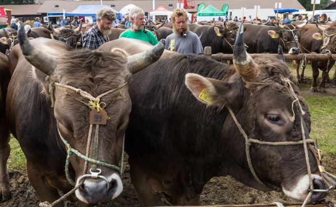 Am Stierenmarkt Zug trifft Brauchtum auf Volksfest. Der Stierenmarkt Zug