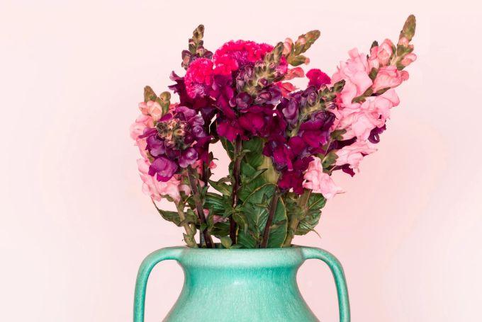 Im Garten halten sich Löwenmäulchen länger, wenn man immer mal wieder Triebe für die Vase abschneidet. Löwenmäulchen Garten Triebe Vase